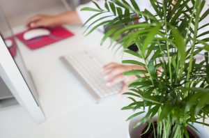 Benefits of Indoor Plants in Office